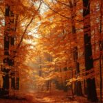autumn-forest-wallpaper