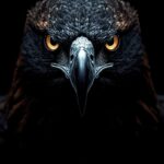 black-eagle-wallpaper