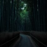 dark-bamboo-forest-wallpaper