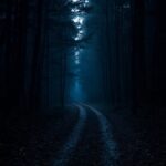 dark-forest-path-wallpaper