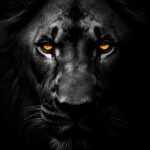 dark-lion-wallpaper