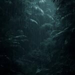 dark-rain-forest-wallpaper.jpg