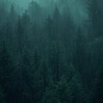 dark-rainy-forest-wallpaper