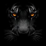 dark-tiger-eyes-amoled-wallpaper