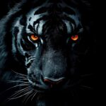 dark-tiger-wallpaper
