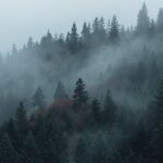 forest-mist-minimal-wallpaper