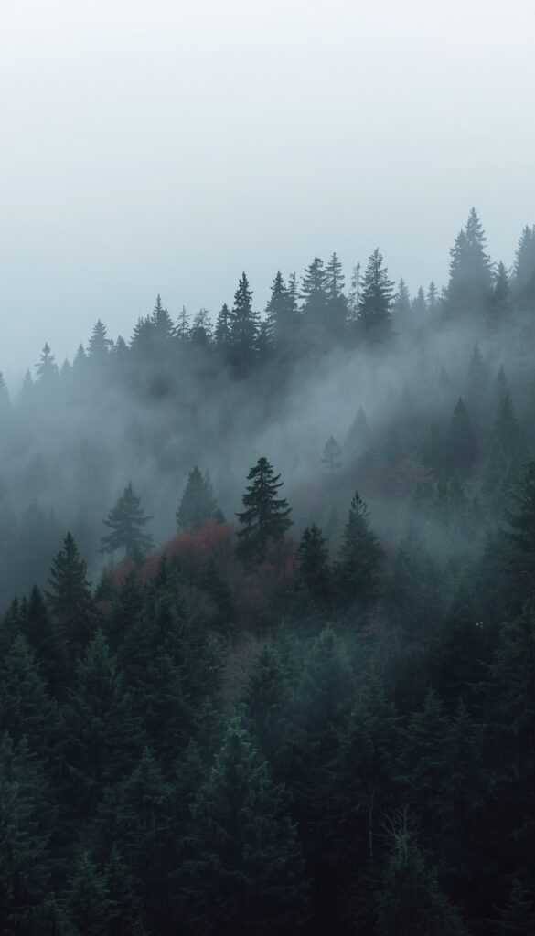 Forest Mist Minimal Wallpaper
