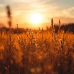 golden-meadow-wallpaper