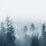 minimal-forest-wallpaper