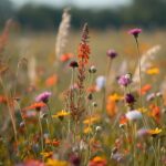 wildflower-field-wallpaper