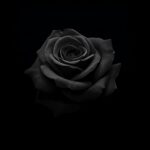 black-rose-amoled-wallpaper